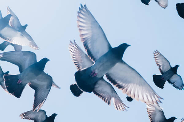 奇跡の道について